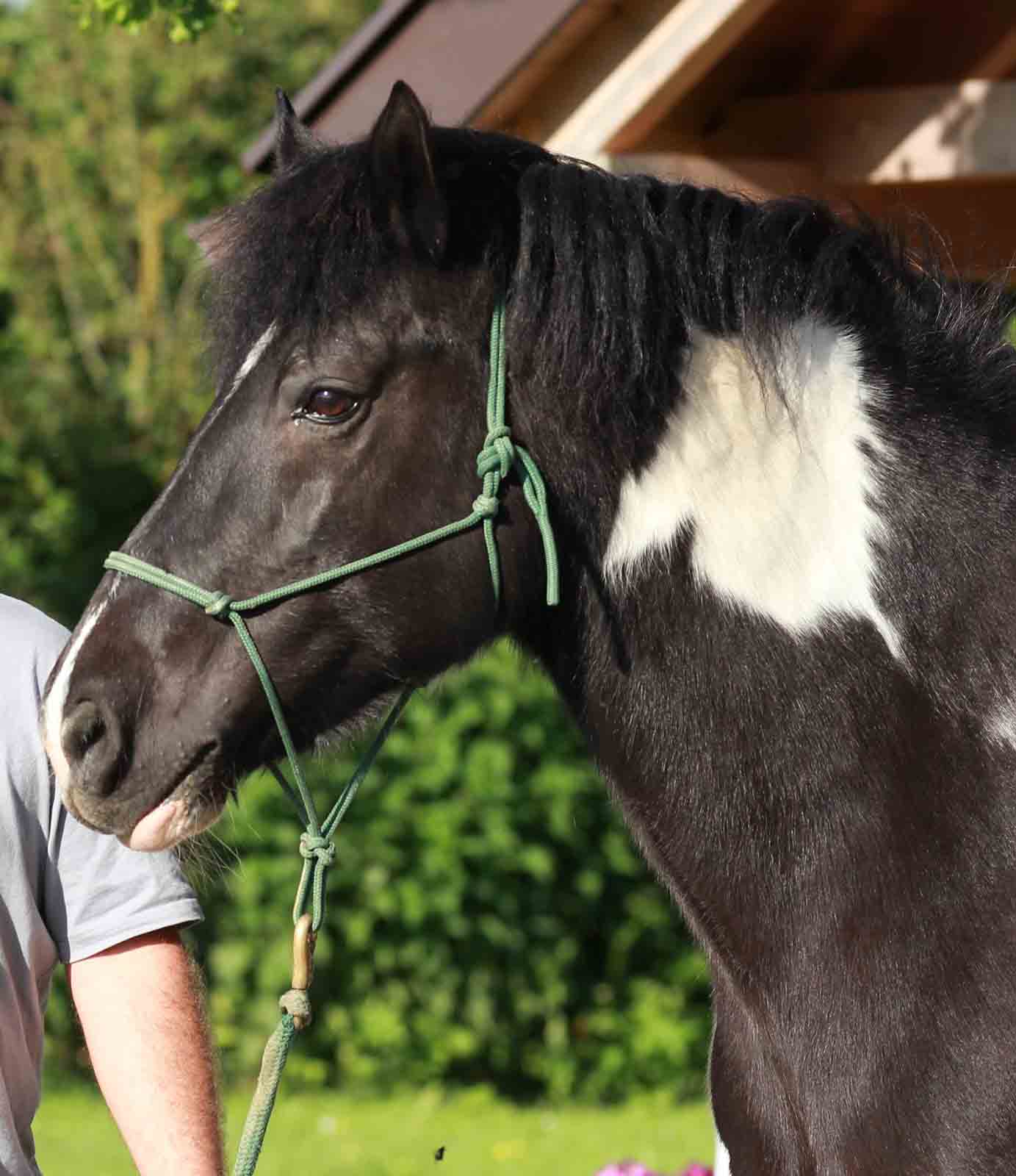 Knotenhalfter Horsemanship