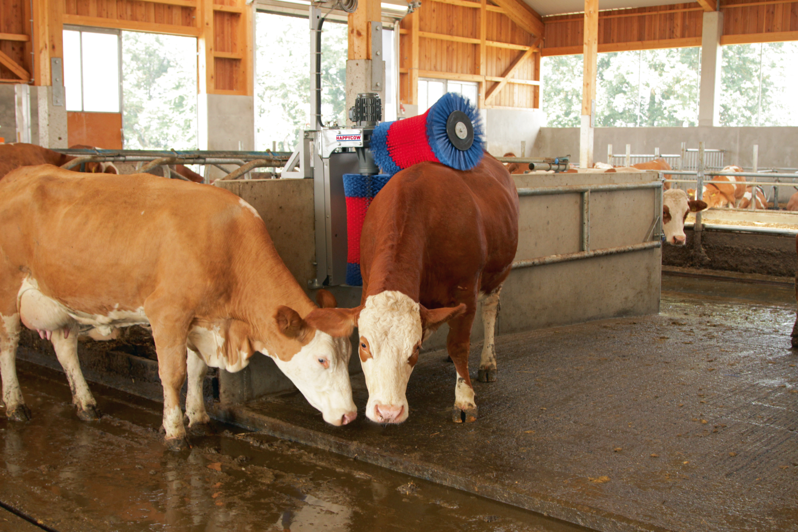 Kuhputzmaschine HappyCow DUO