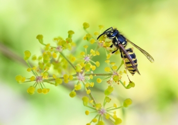 Insekten? Nicht mit uns!