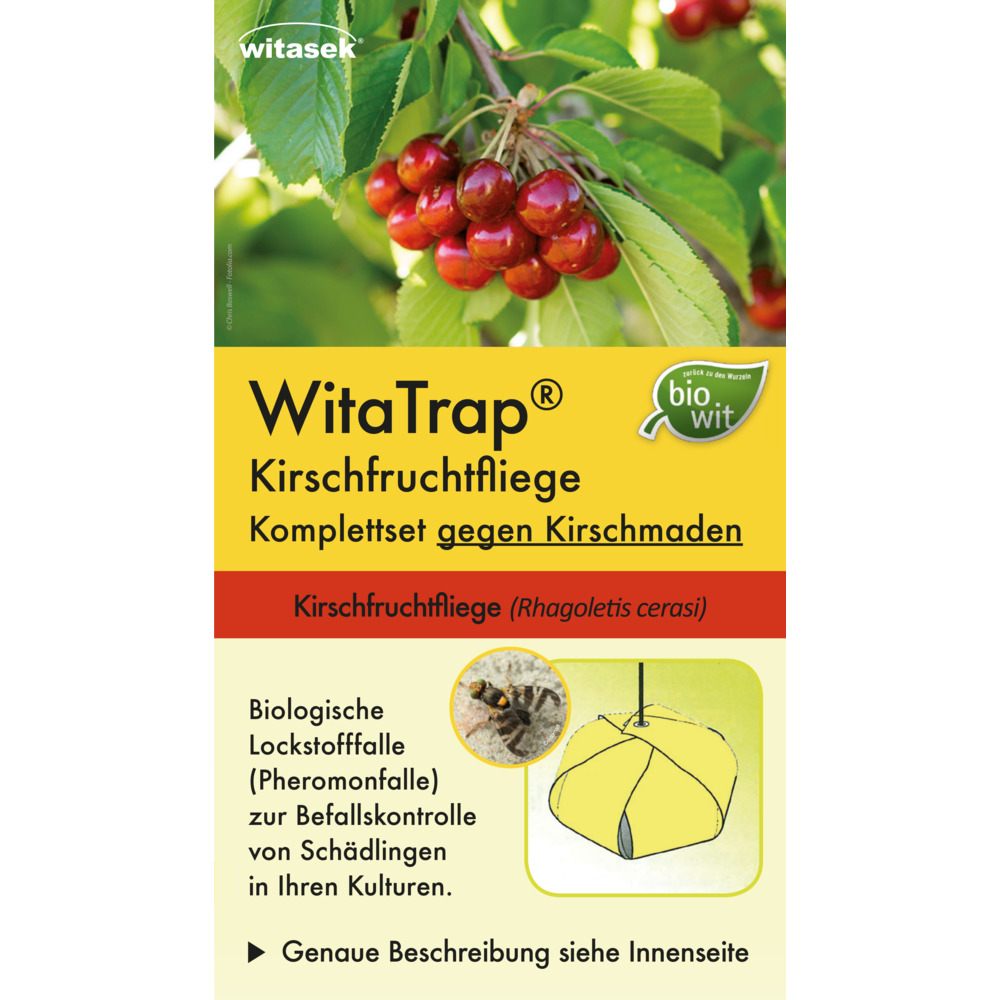 Ensemble complet de mouches des cerises (Rhagoletis cerasi)