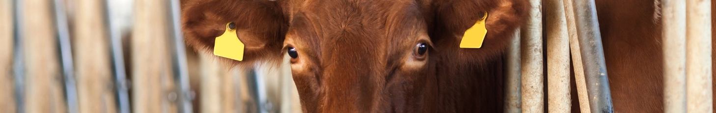 Prenez soin du bien-être de vos animaux!