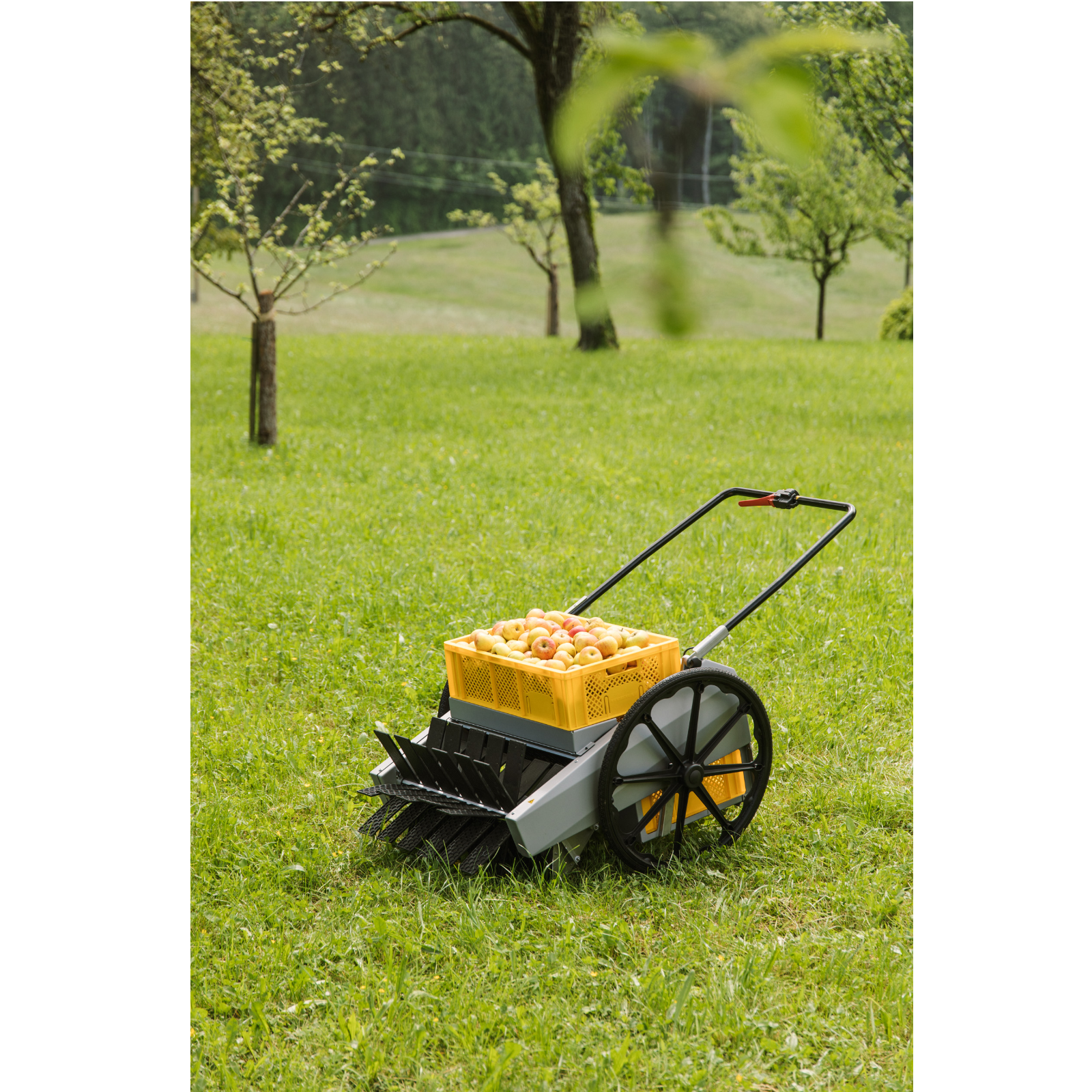 Chenille fruitière  5+