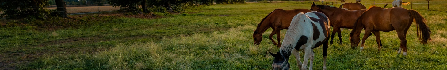 Das Beste für Dein Pferd!