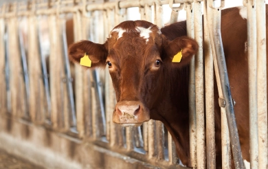 Pour le bien-être des animaux!