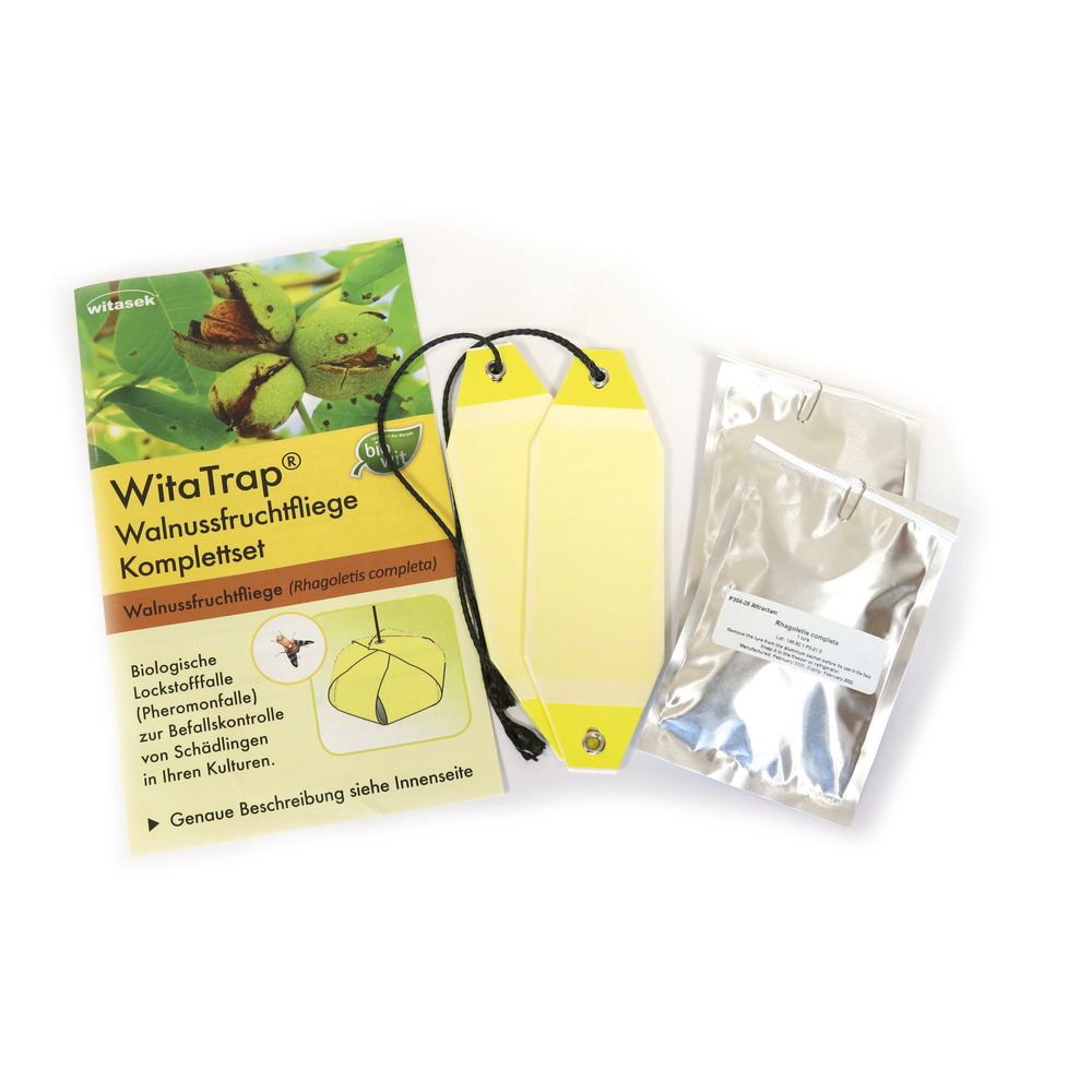 Ensemble complet de mouches des fruits du noyer (Rhagoletis completa)