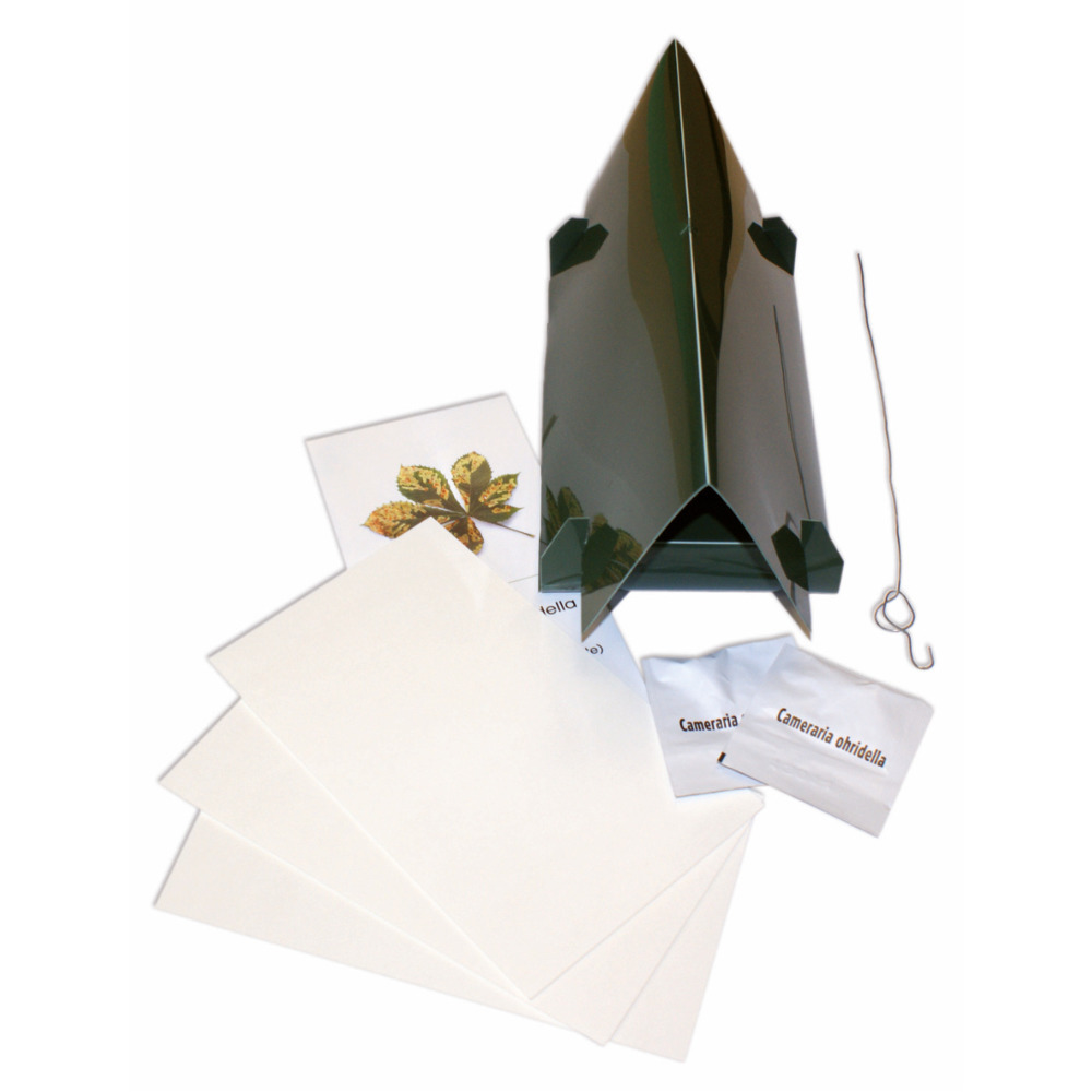 Ensemble complet de mineuse du châtaignier