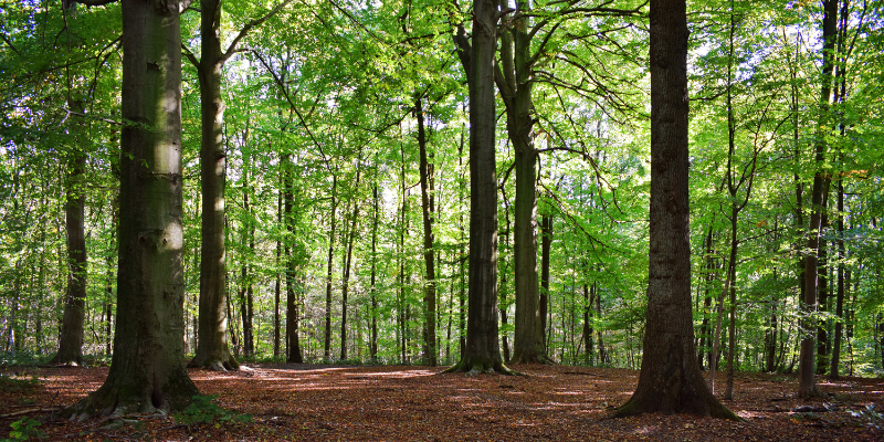 Ratgeber_Aufforstung und Stammzahlreduktion