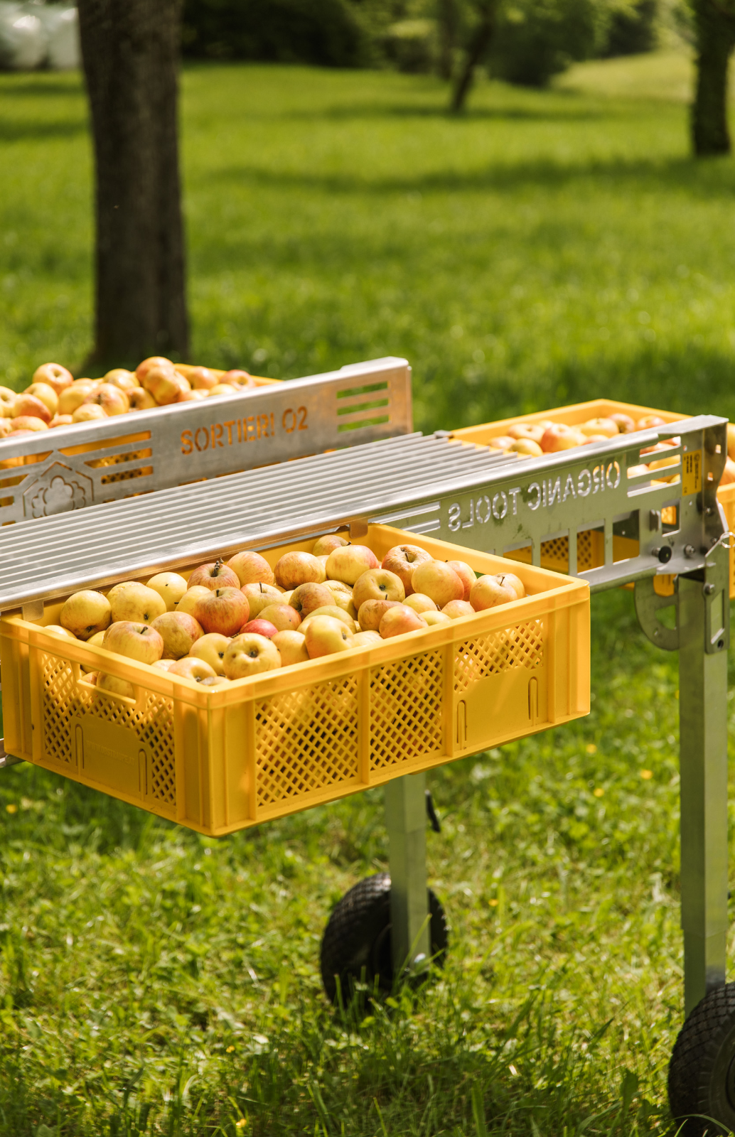 Coffret à fruits lot de 8 60x40x17cm SilverFox jaune
