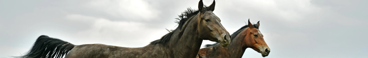 Pferdefutter Aktion!