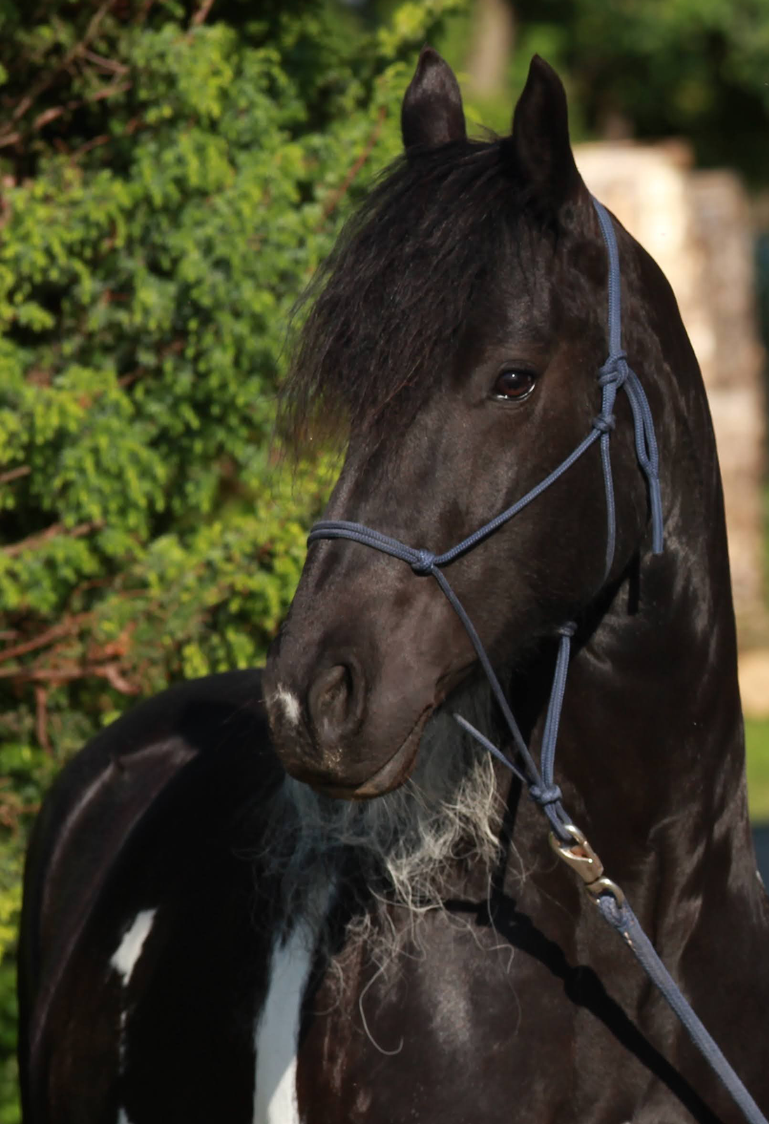 Licol à nœuds Horsemanship